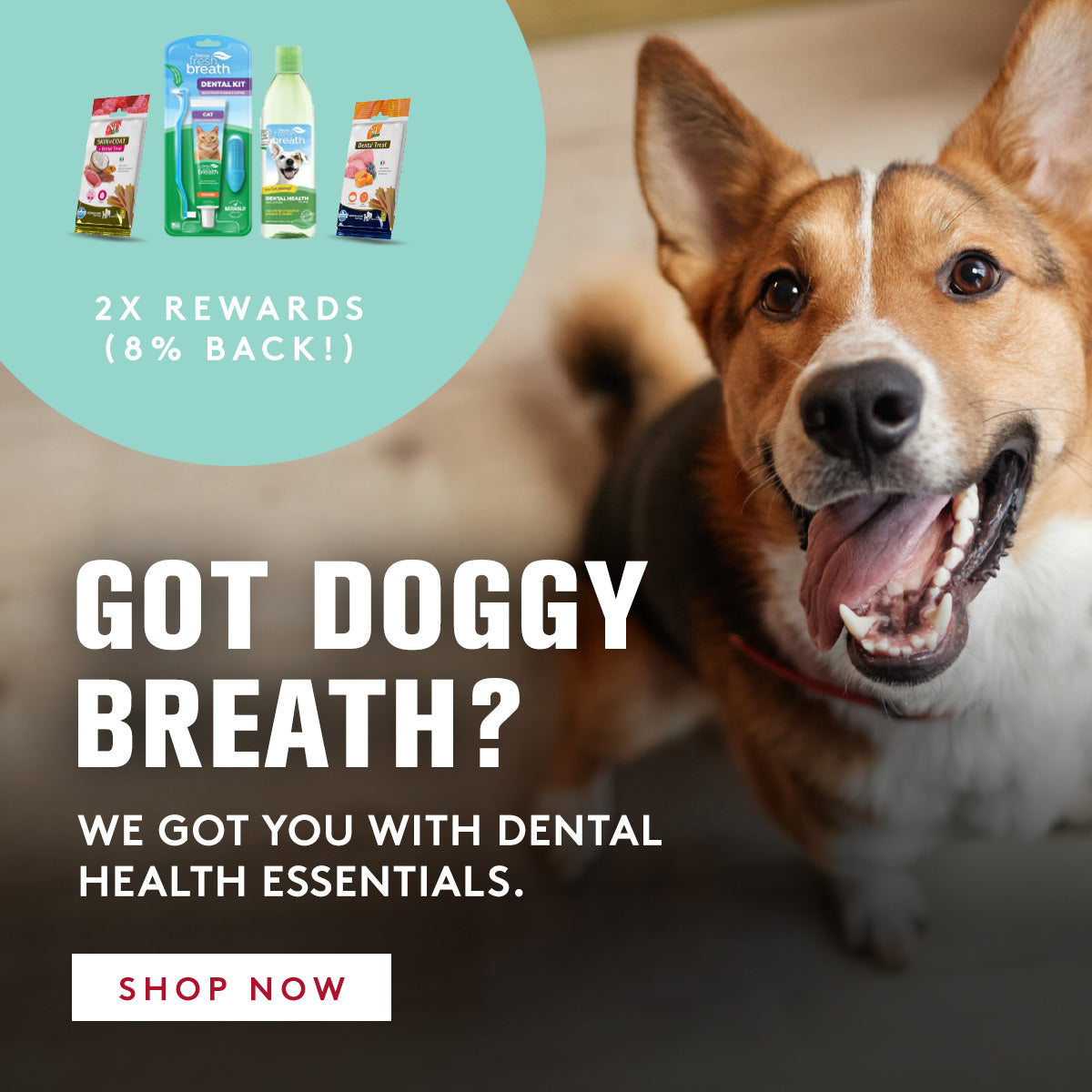 Dog with open mouth showing teeth, promotional text about dental health essentials, and images of pet products.