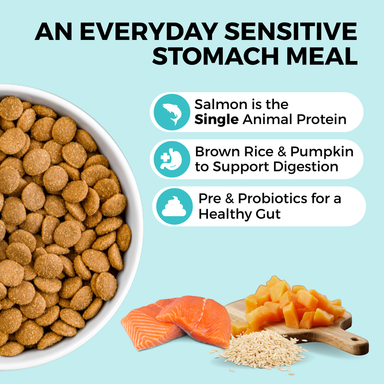 Limited Ingredient vs Sensitive Stomach Dog Food: Which Is Best?