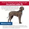 Coastal Pet Products Inspire Adjustable Fashion Dog Collar in Blazing Shards