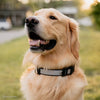 Coastal Pet Products Inspire Adjustable Dog Collar in Grey