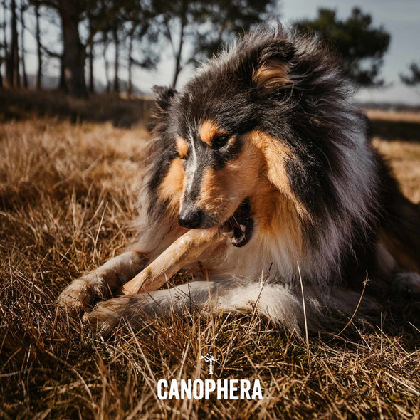 Canophera Coffee Wood Sticks Dog Chews