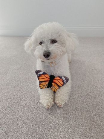 Tall Tails Plush Monarch Butterfly with Squeaker Dog Toy