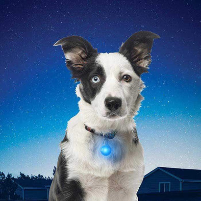 Nite Ize Spotlit Collar Light for Dogs